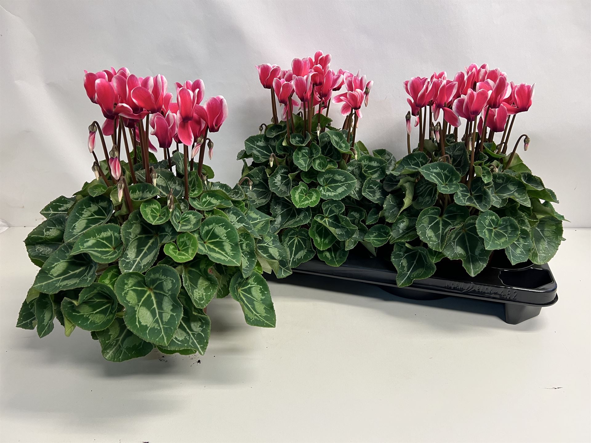 Cyclamen Mix Super Rainier 15Ø 36cm