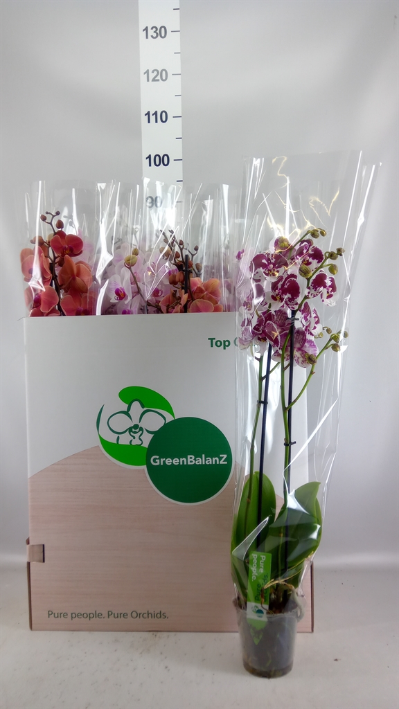 Phalaenopsis Mix 12Ø 75cm 2st