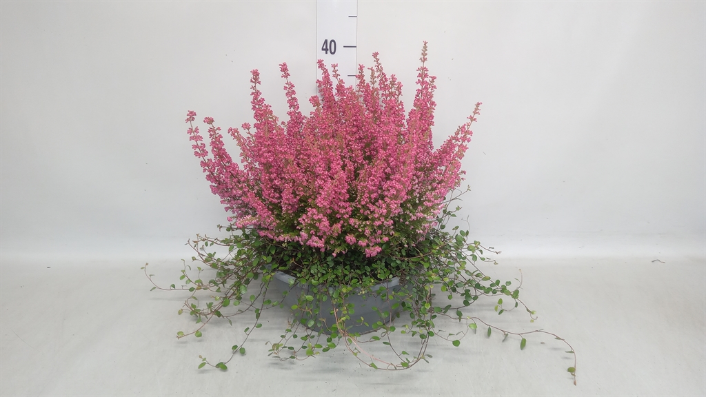 Erica Beauty Queen Margarethe 27Ø 40cm