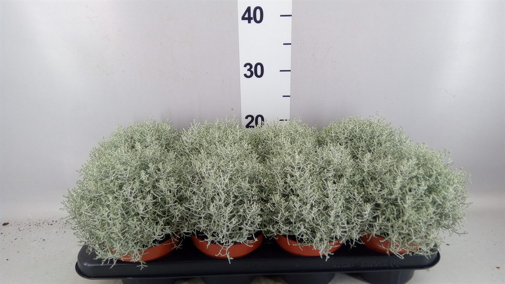 Leucophyta Brownii Whimsy Silver 13Ø 25cm