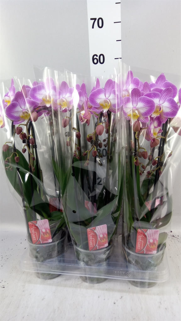 Phal El Cascade 12Ø 45cm