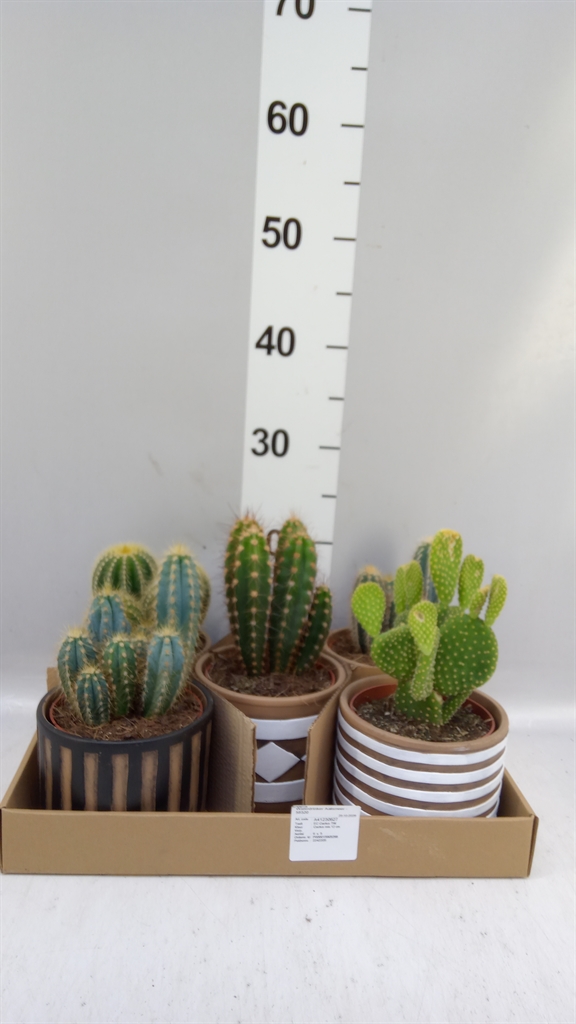 Cactus Overig 14Ø 30cm