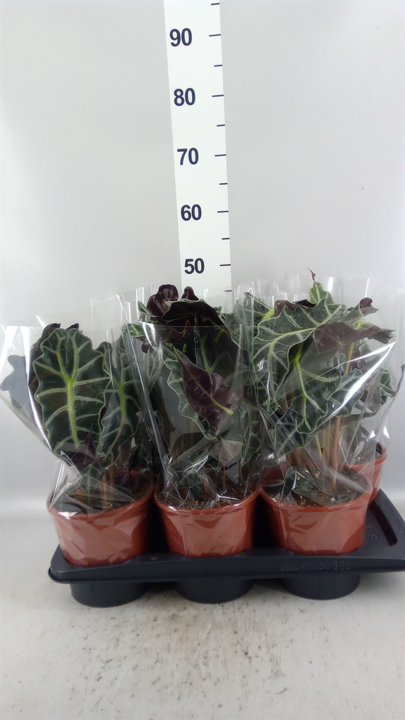 Alocasia Polly 17Ø 45cm