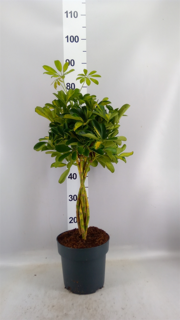 Schefflera Gold Capella 21Ø 80cm