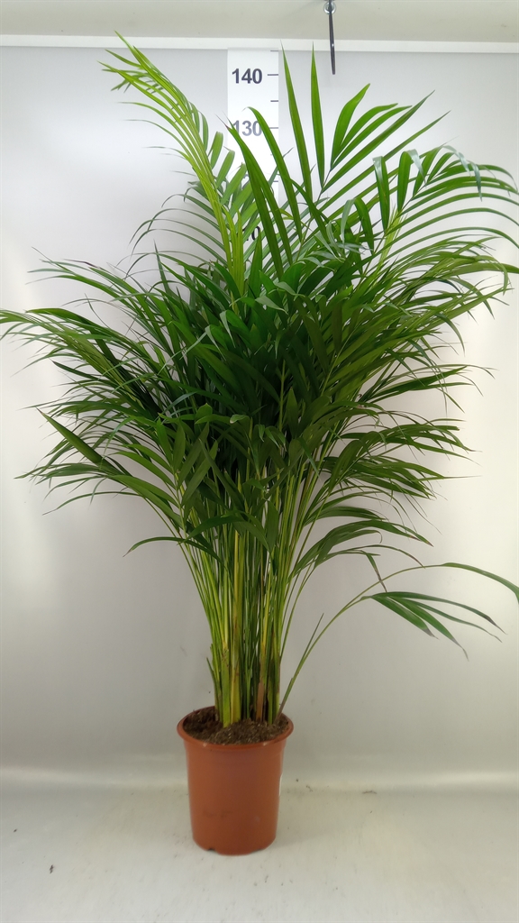 Dypsis Lutescens 21Ø 100cm