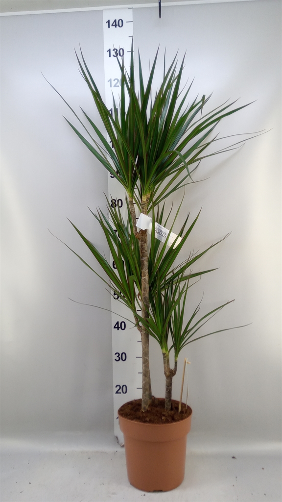 Dracaena 21Ø 110cm