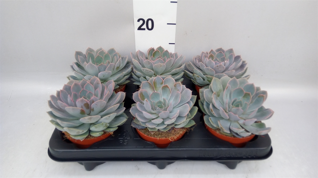 Echeveria Grande Cinza 10Ø 14cm