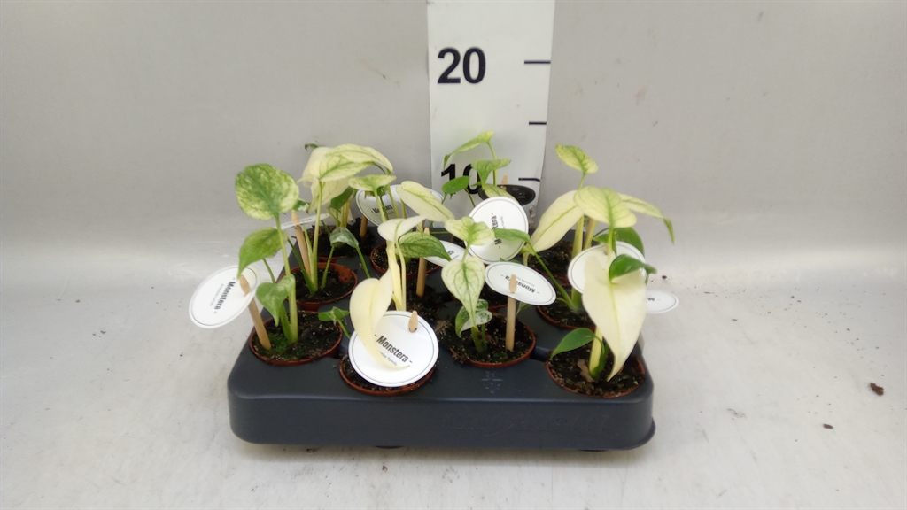 Monstera Ov 6Ø 12cm