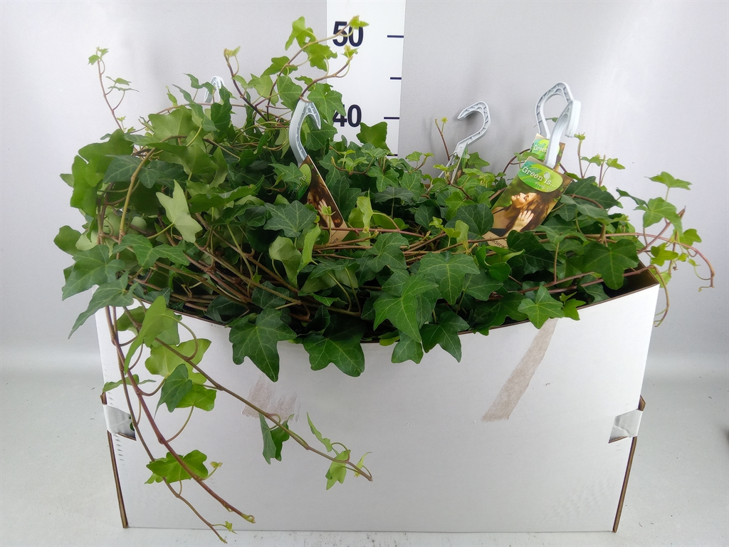 Hedera Helix Pittsburgh 17Ø 100cm