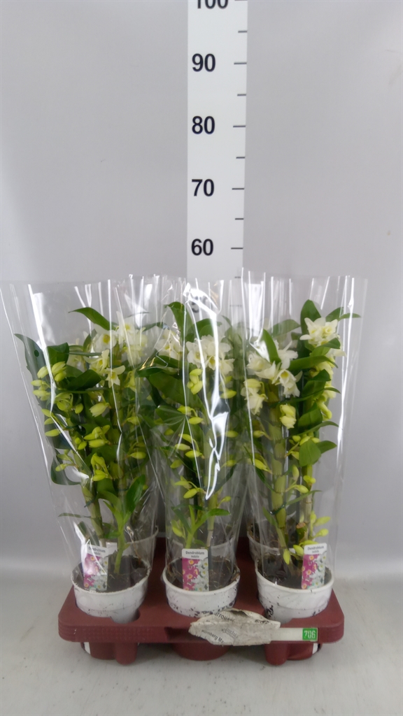 Dendrobium Star Class Apollon 12Ø 45cm 2st