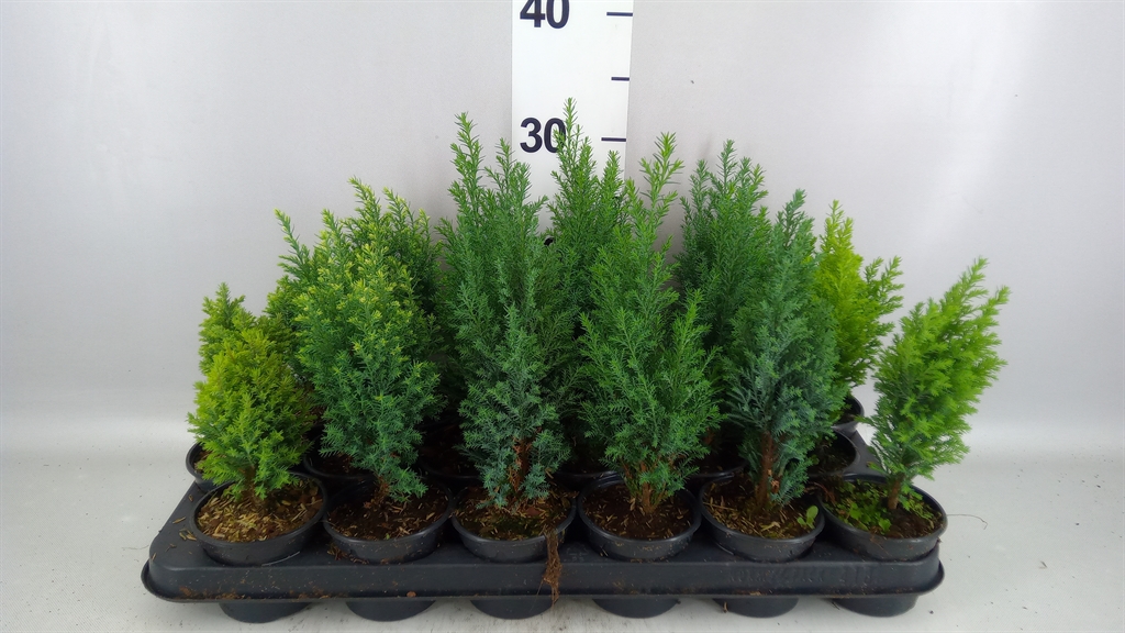 Conifers Mix 9Ø 20cm