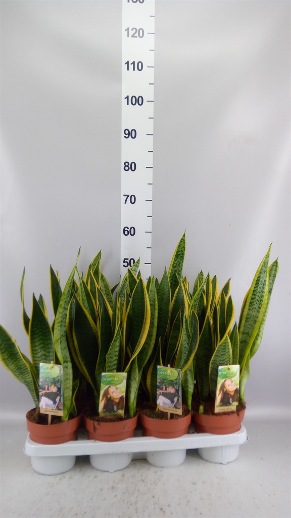 Sansevieria Laurentii 14Ø 50cm