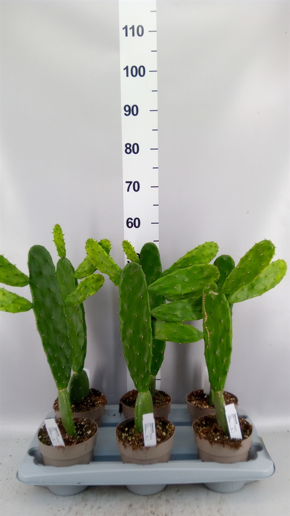 Opuntia Cochenilifer 14Ø