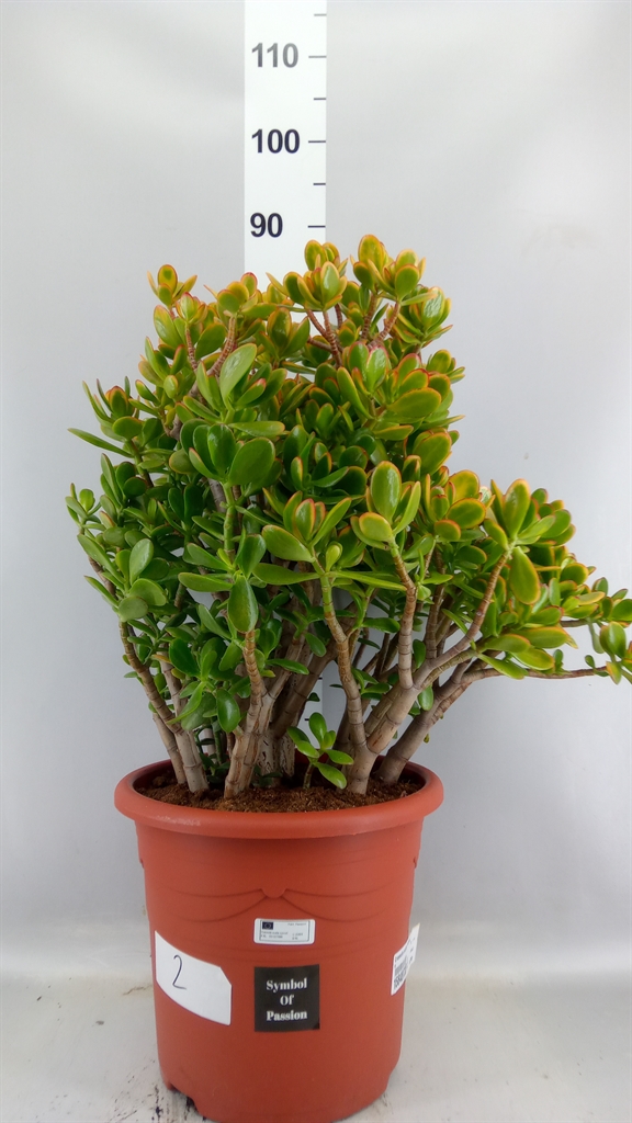 Crassula Sunset 32Ø 80cm