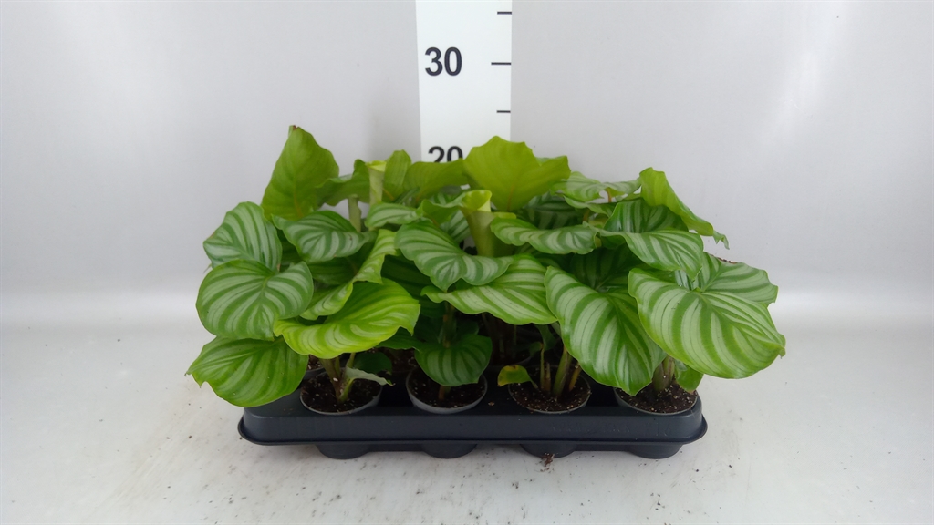 Calathea Orbifolia 7Ø 20cm
