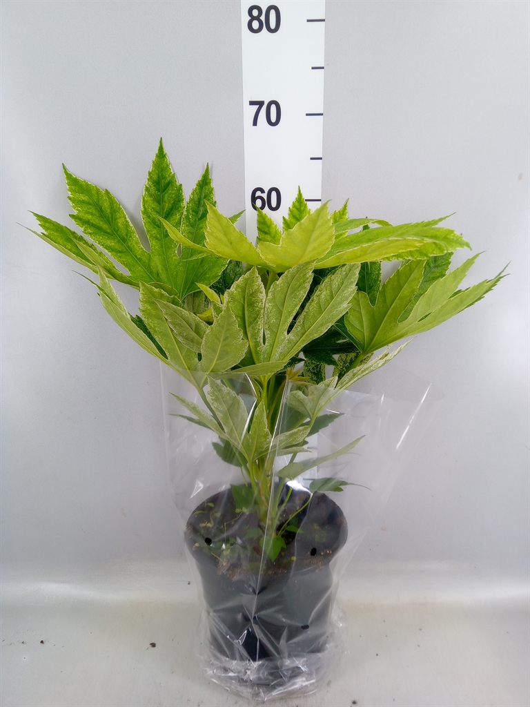 Fatsia Variegata 21Ø 60cm