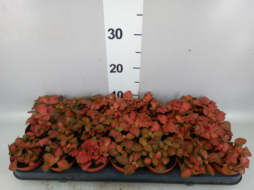 Fittonia Mosaic Tiger 8Ø 10cm