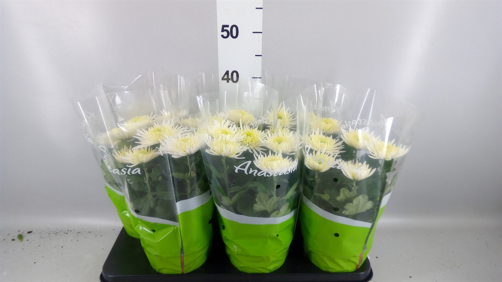 Chrysanth Anastasia 15Ø 35cm