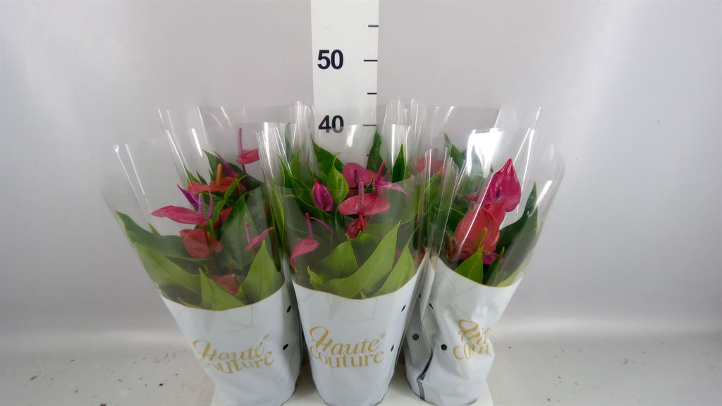 Anthurium Treasury 12Ø 40cm