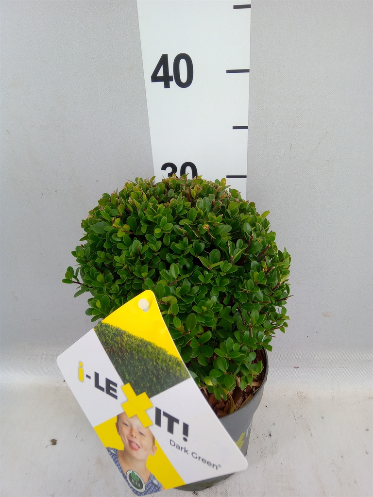 Ilex Cr Dark Green 30cm