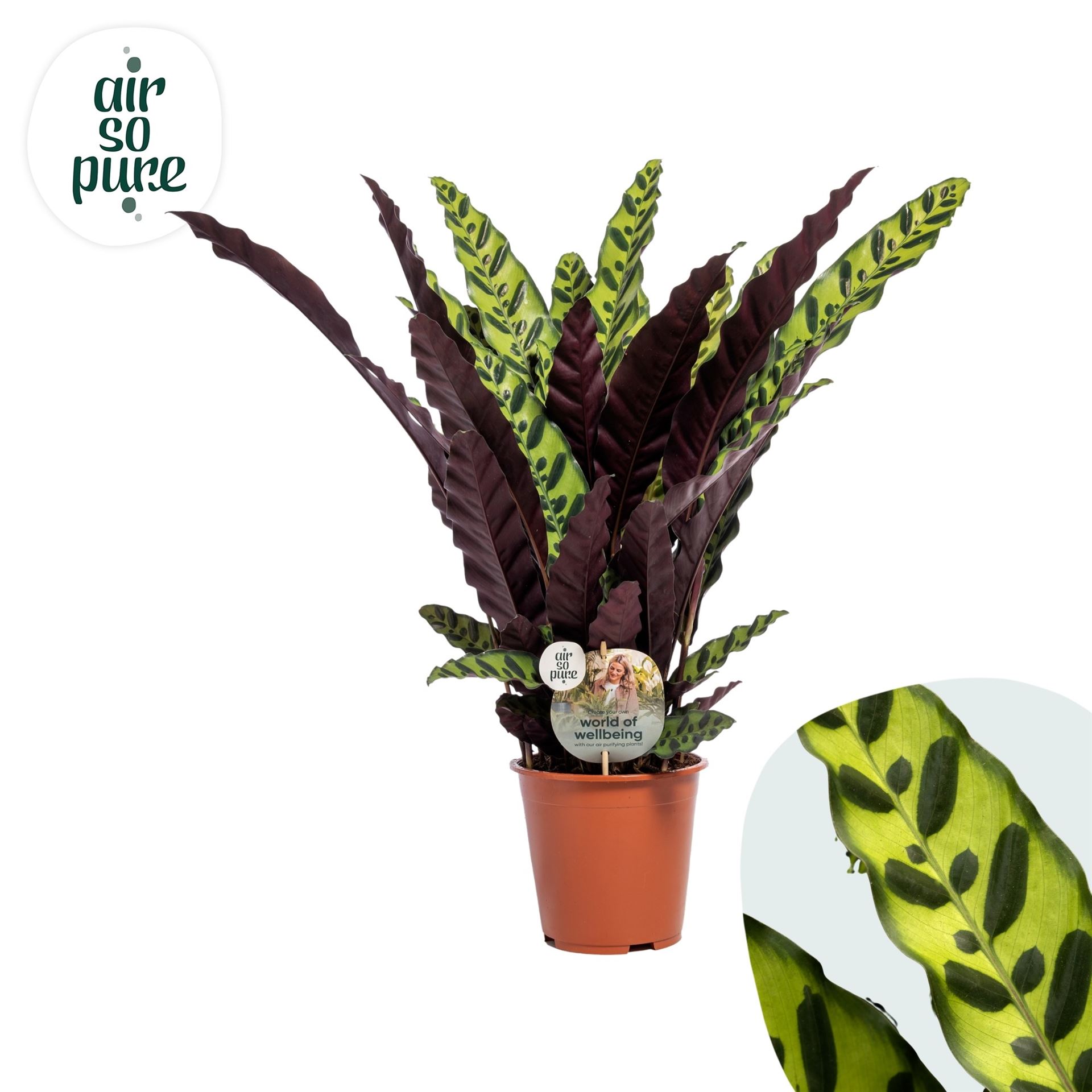 Calathea Lancifolia 19Ø 70cm