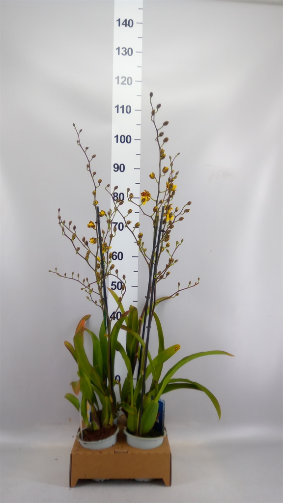 Oncidium 12Ø 80cm 1st