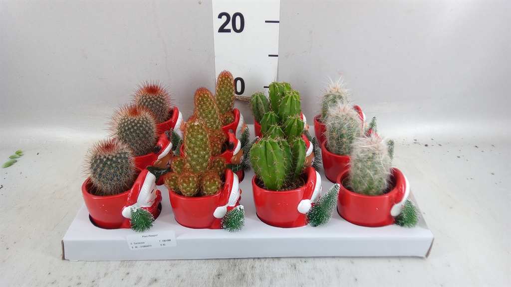 Cactus Gemengd 505Ø 12cm