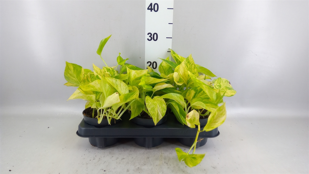 Epipremnum Hicolor 12Ø 20cm