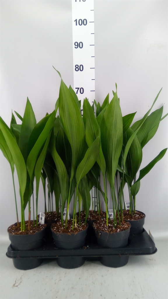 Aspidistra Elatior 15Ø 65cm