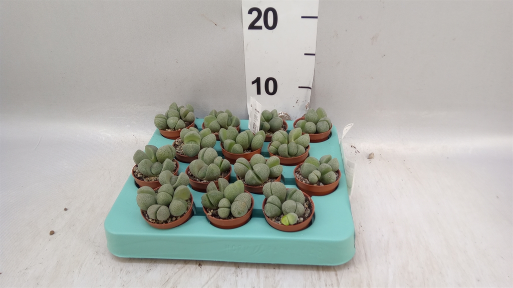 Lithops 505Ø