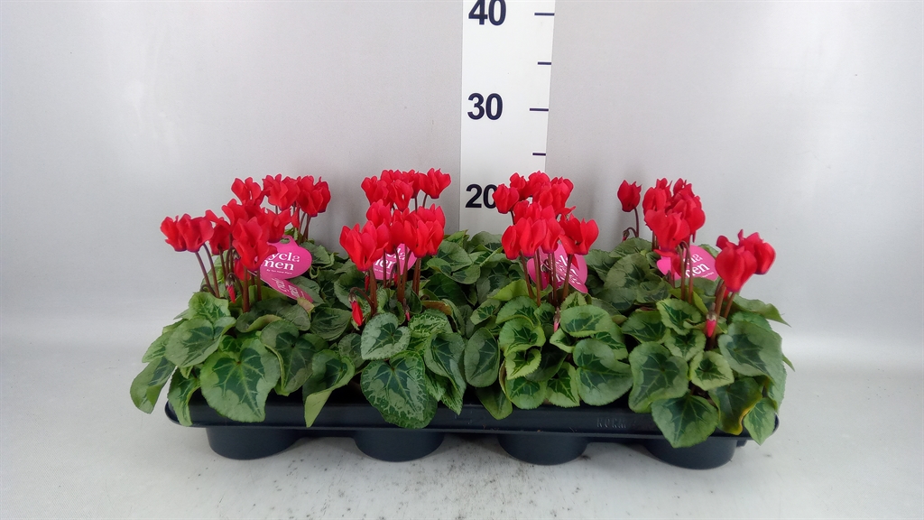 Cyclamen Super Serie Picasso 10Ø 22cm