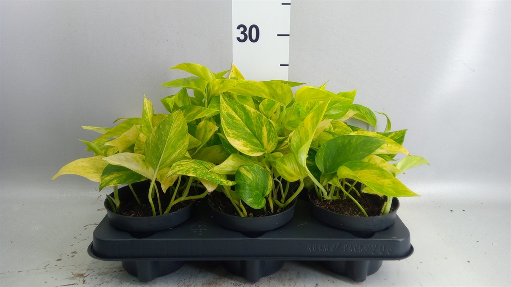 Epipremnum Hicolor 12Ø 20cm