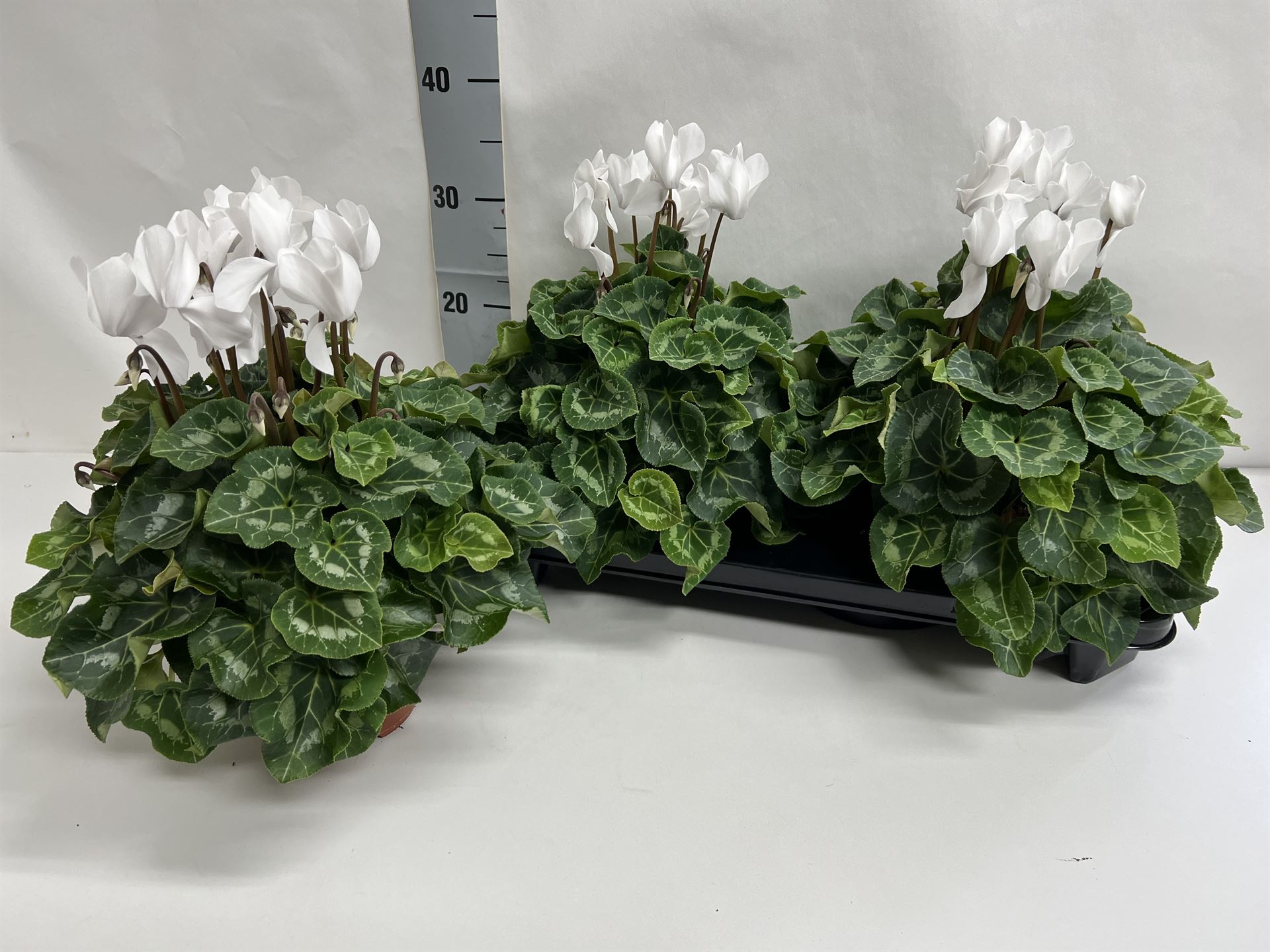 Cyclamen Super Serie Xl 15Ø 36cm