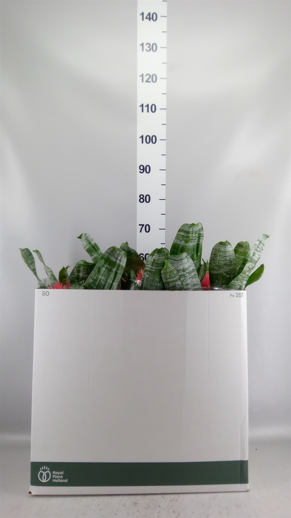 Aechmea Fasciata Primera 12Ø 50cm