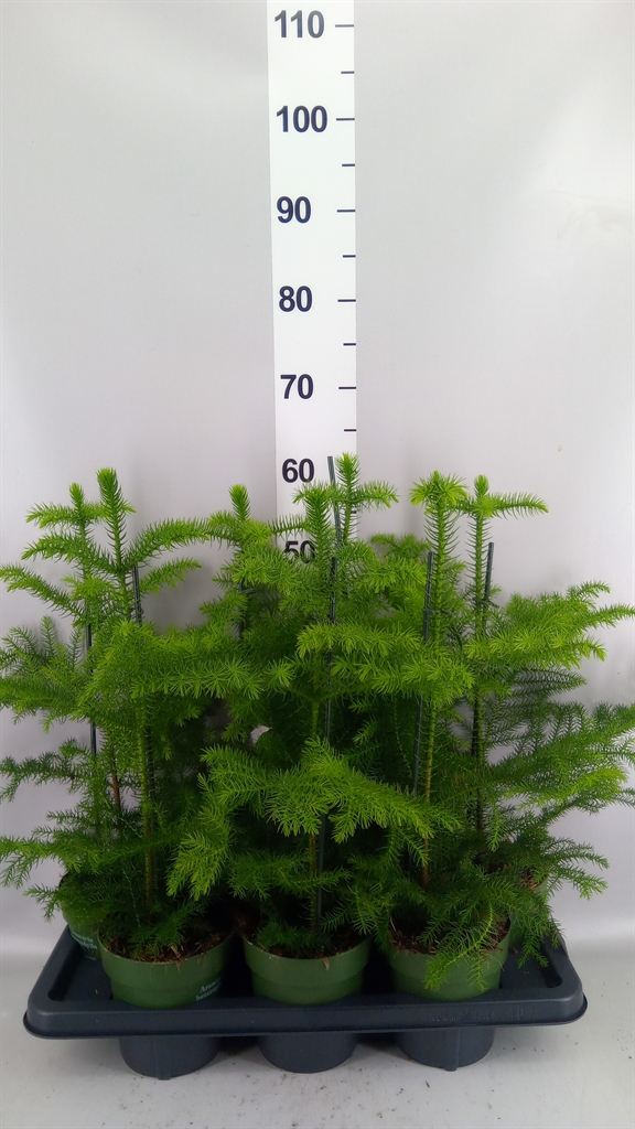 Araucaria Heterophylla 14Ø 38cm