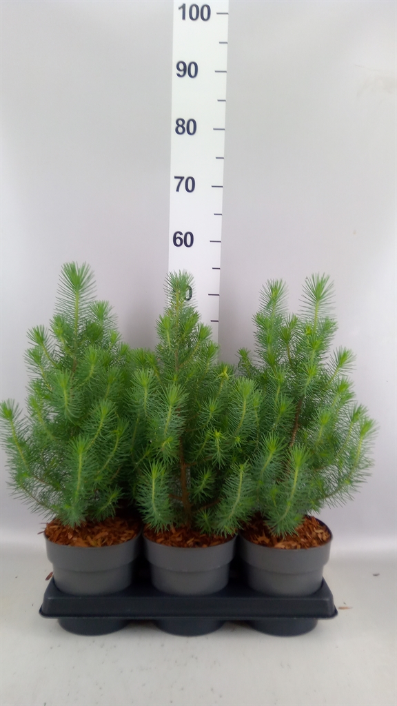 Pinus Silver Crest 15Ø 40cm