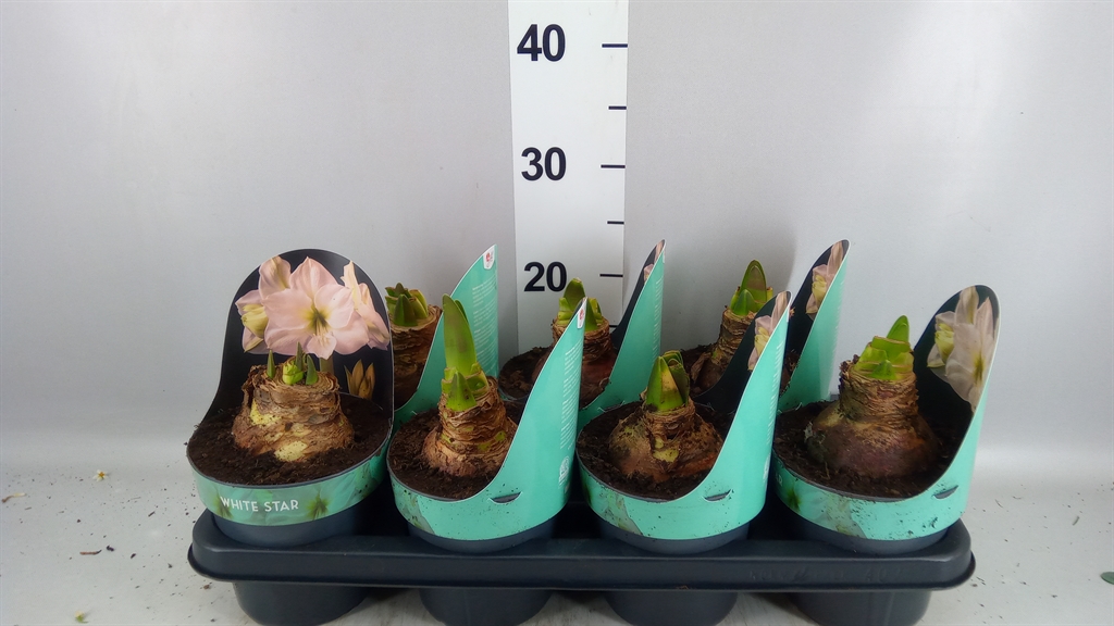 Hippeastrum White Star 14Ø 25cm