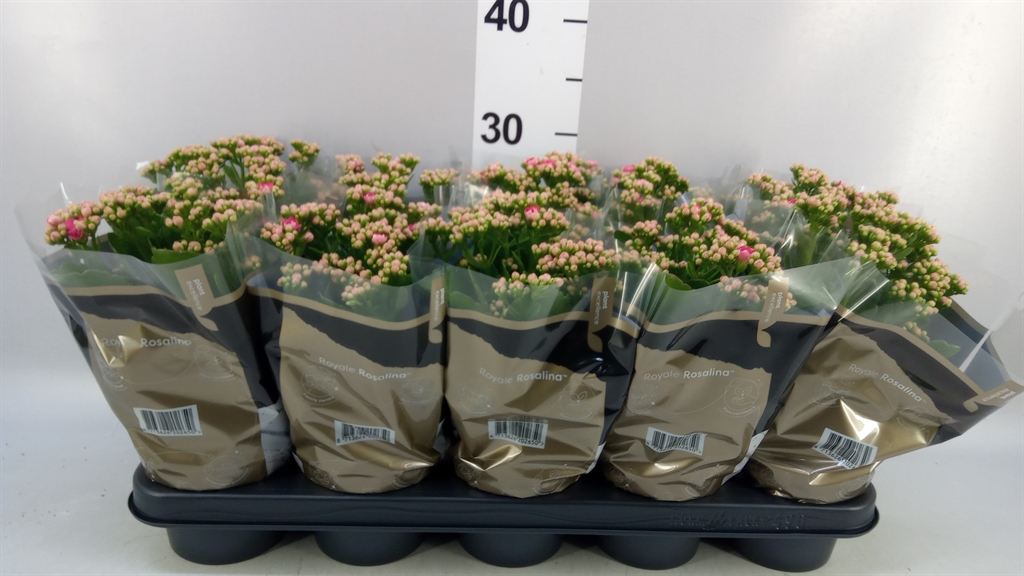 Kalanchoe Double Rosalina Nando Pink 12Ø 27cm