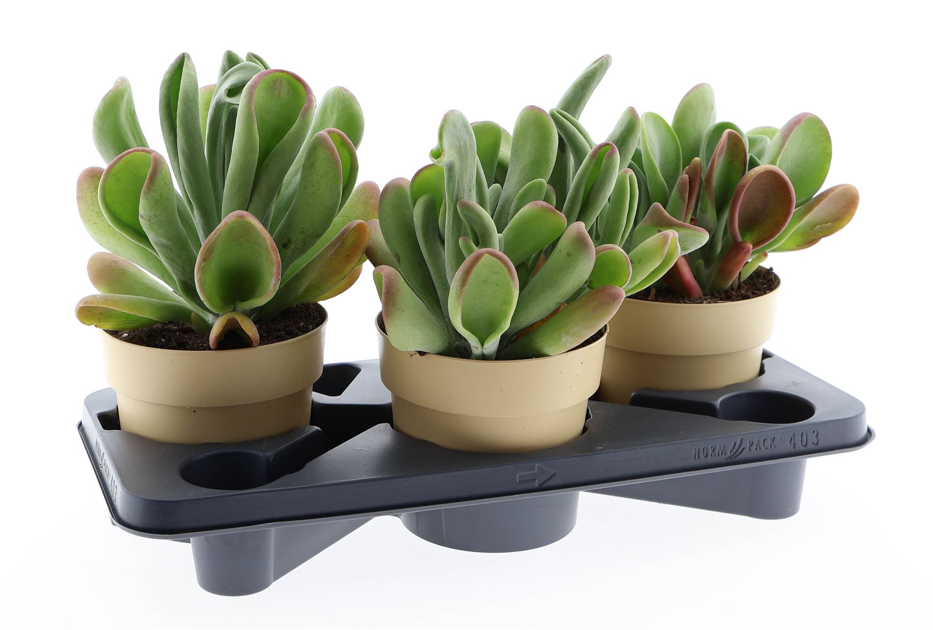Kalanchoe Ov 17Ø 40cm