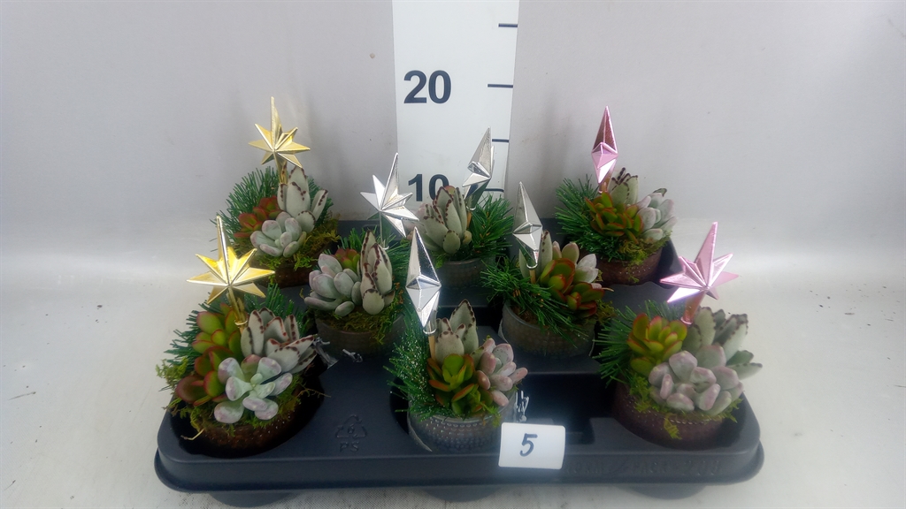 Arrangement Christmas 7Ø