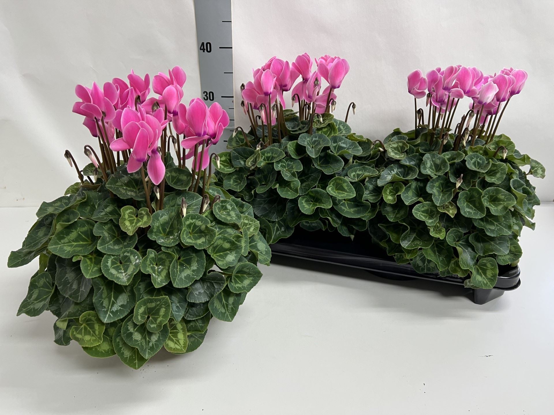 Cyclamen Super Serie Xl 15Ø 36cm