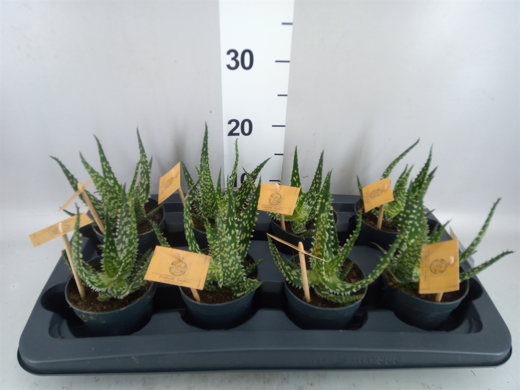 Aloe Aculeata 10Ø 20cm