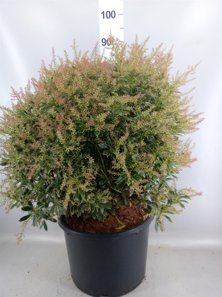 Pieris Japonica 33Ø 70cm