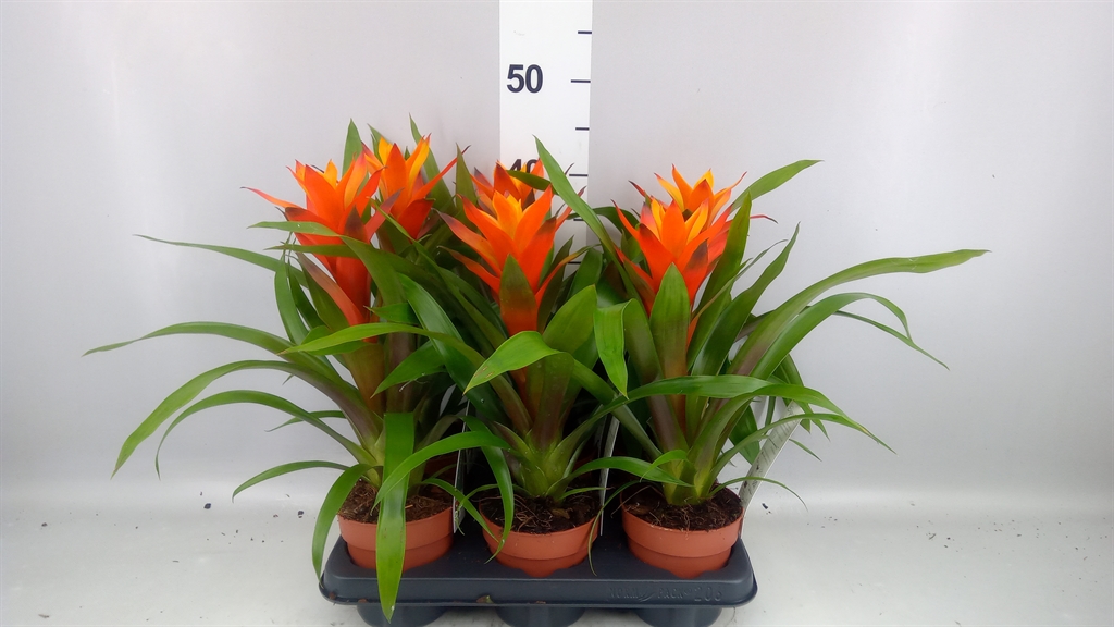 Guzmania Variada 12Ø 50cm