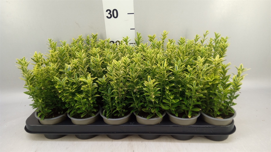 Euonymus Microphyllus Aureovariegatus 9Ø 15cm