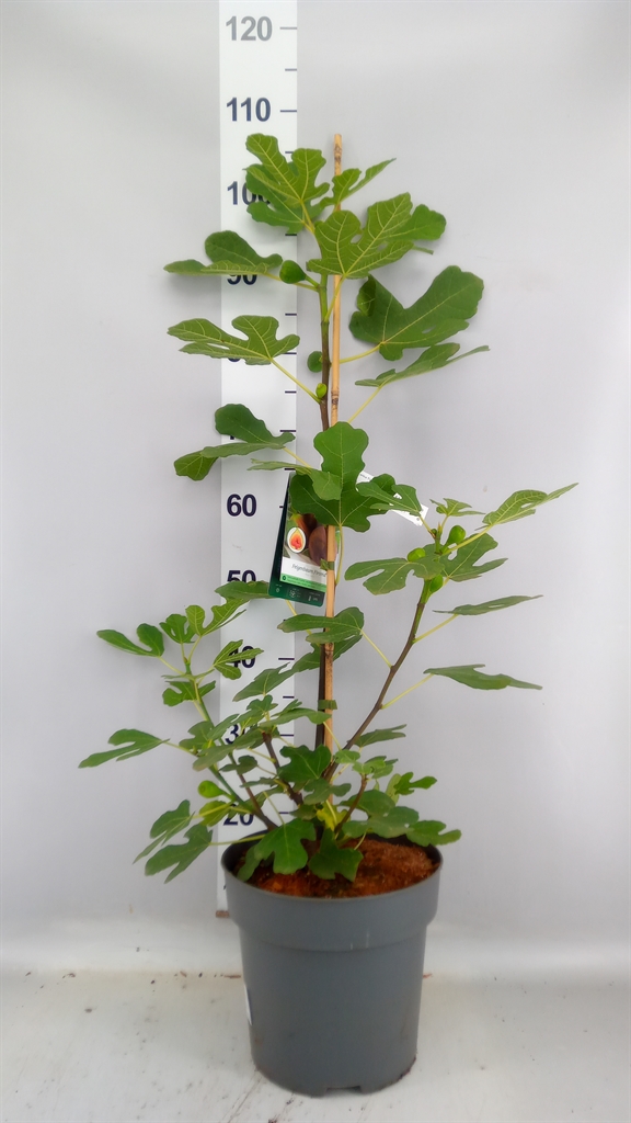 Ficus Carica 27Ø 60cm
