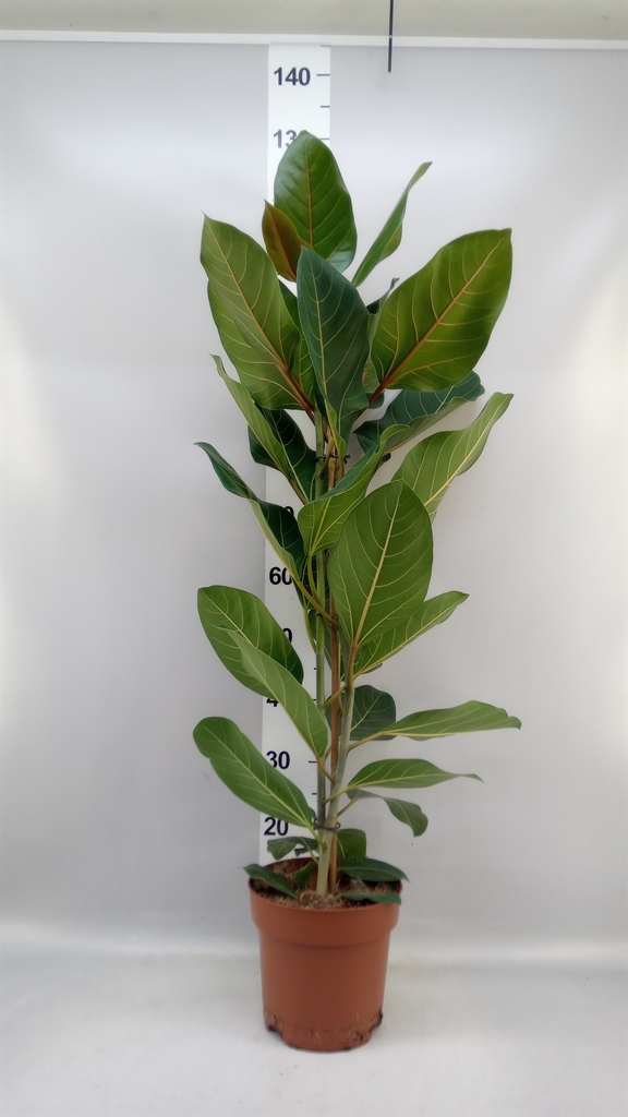 Ficus Benghalensis Joy 21Ø 110cm