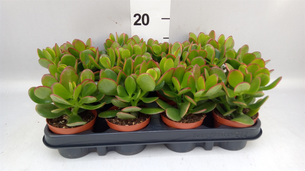 Crassula Sunset 8Ø 15cm