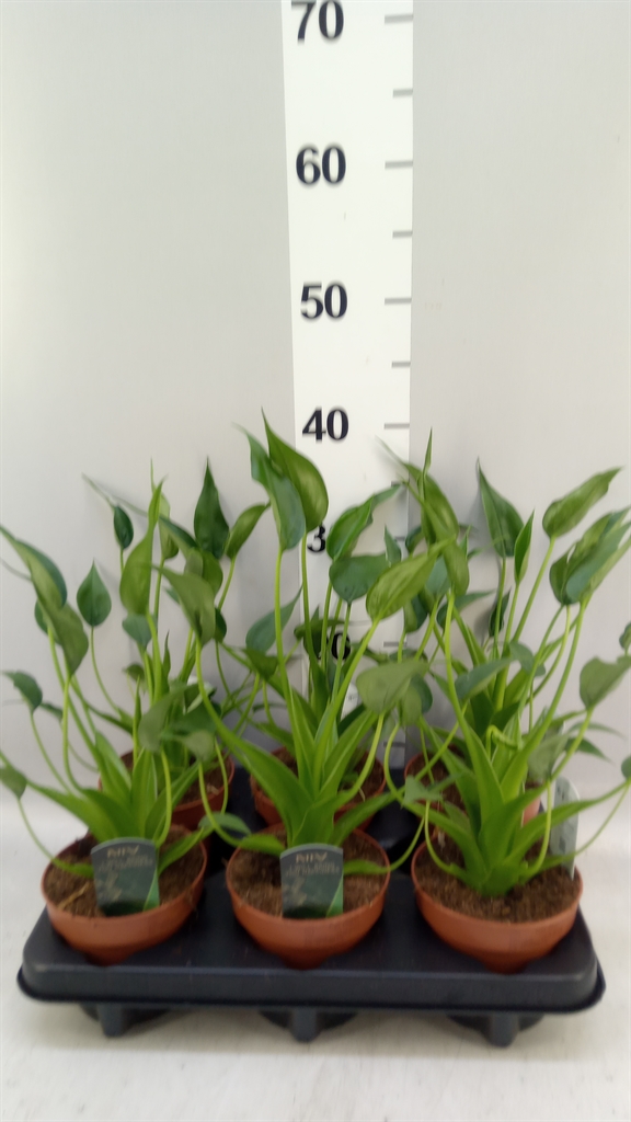 Alocasia Tiny Dancers 12Ø 30cm