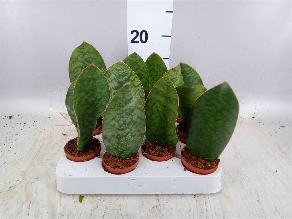 Sansevieria Grandis 6Ø 17cm